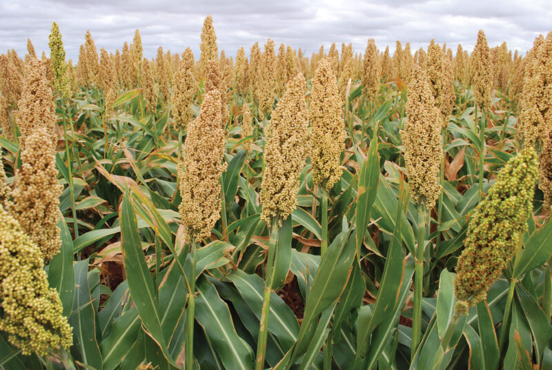 Gluten Free Food Grade Sorghum