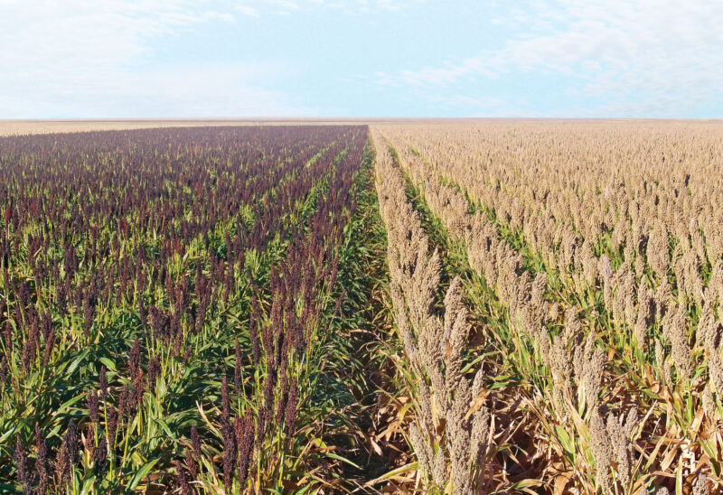 Gluten Free Sorghum Field