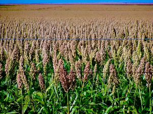 Gluten Free Sorghum Field