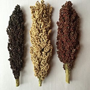 Sorghum Grains Superfood