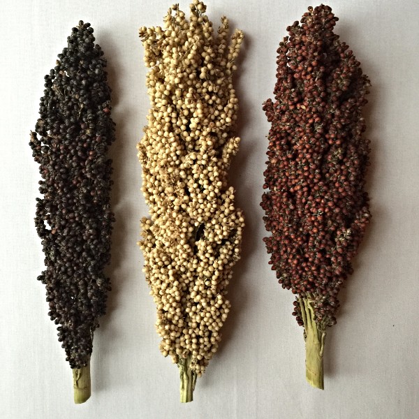 Womack Farm Black Sorghum (Milo) Seeds – 150+ Organic Super Grain, Free Shipping