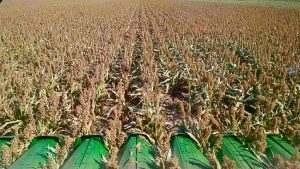 Sorghum Harvest