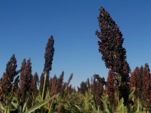 Sorghum in Field