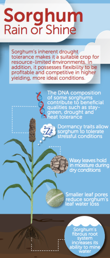 Sorghum Sustainability