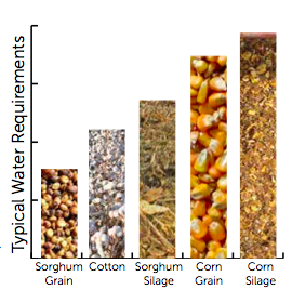 Sorghum Water Usage