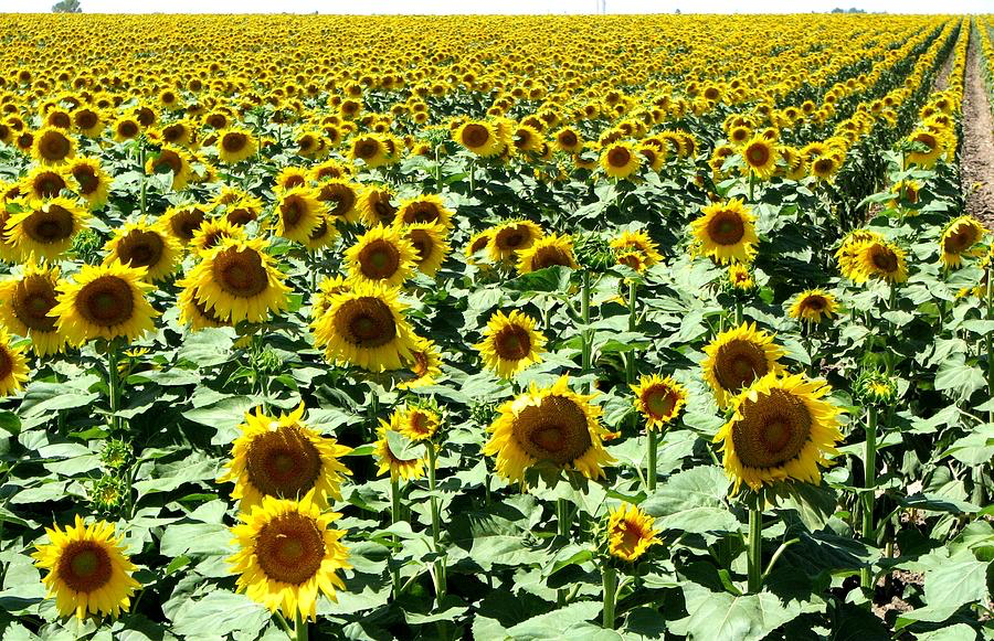 Sunflower Field