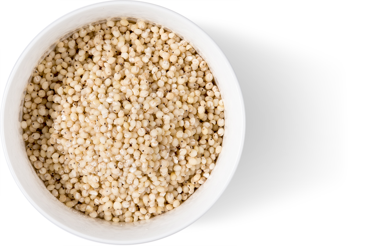 sorghum grain