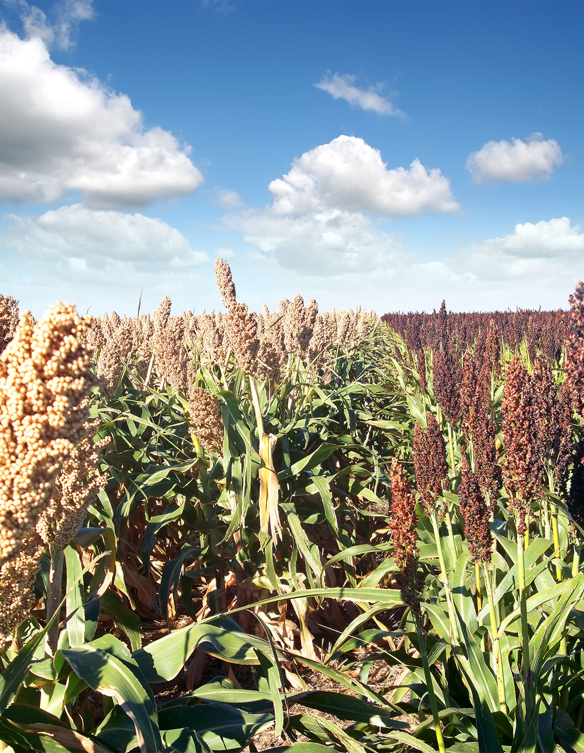 What is Sorghum? Naturally Gluten Free | Nu Life Market