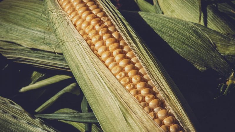 Close Up of Ear of Corn
