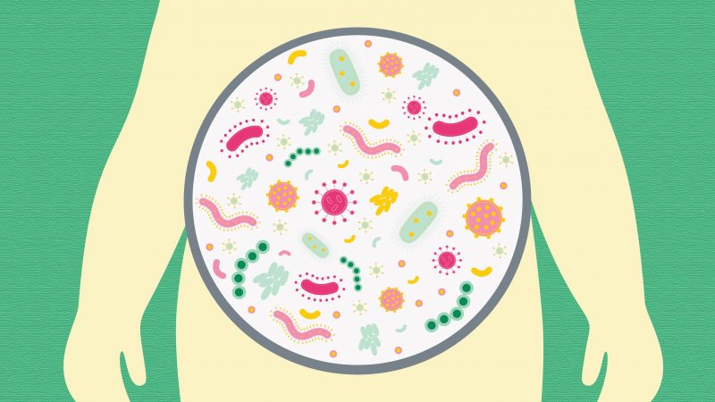 Illustration of Gut Bacteria