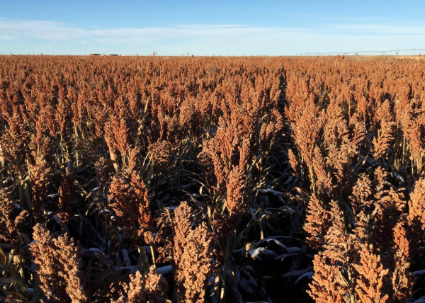 Sorghum Field