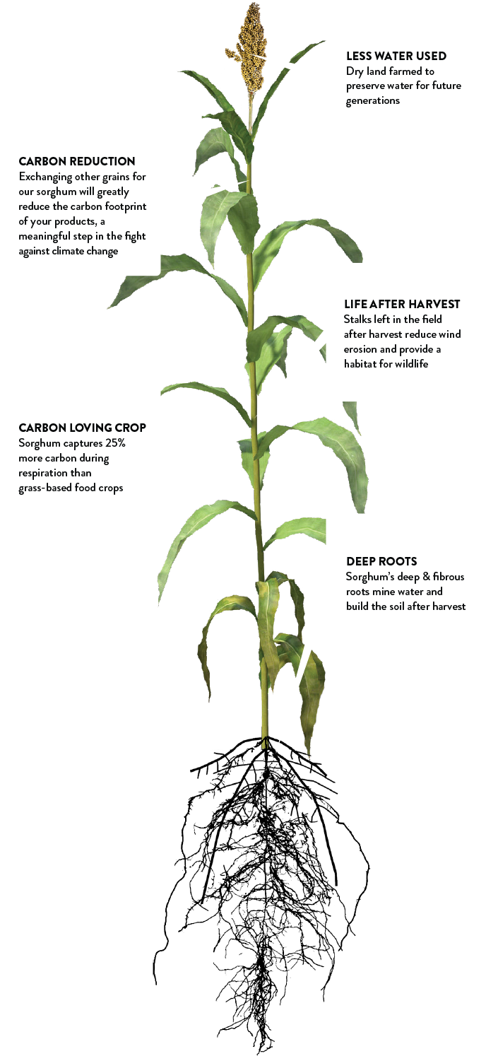 Sustainable Sorghum Grain