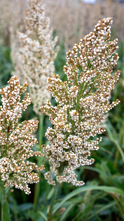 Carbon Reduction Sorghum