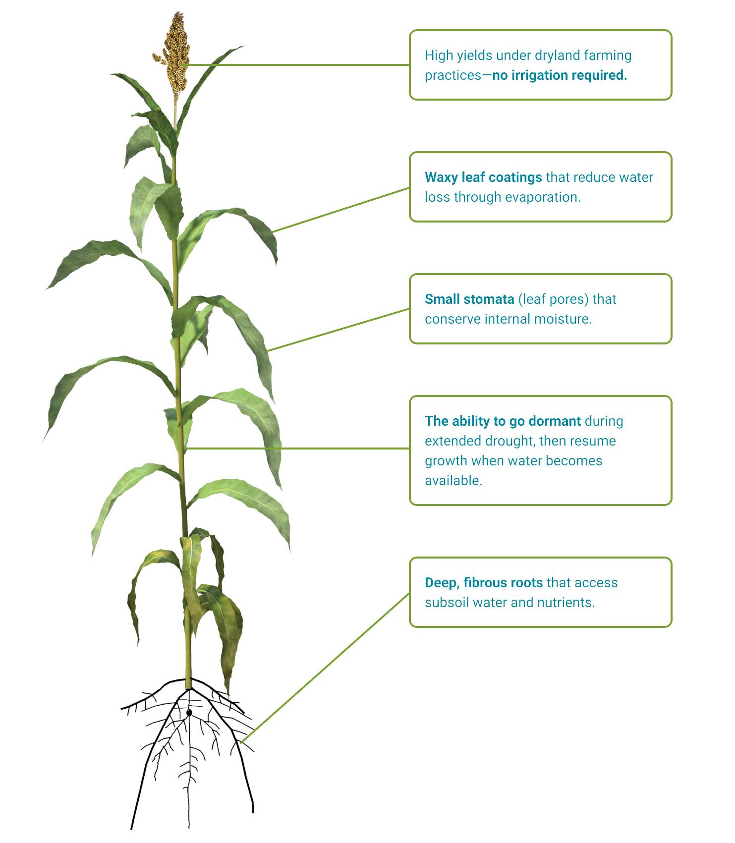 Drought Resistance