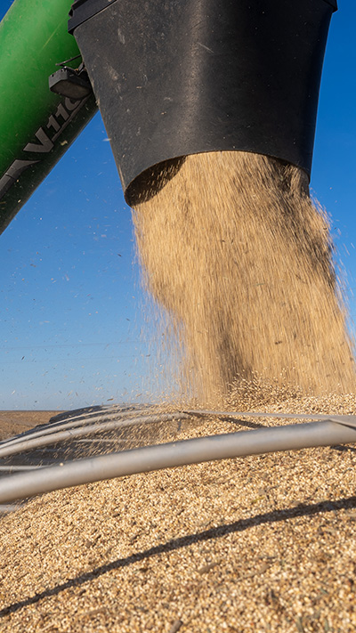 Non Gmo Sorghum Grain