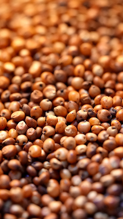 Sorghum Extrusions