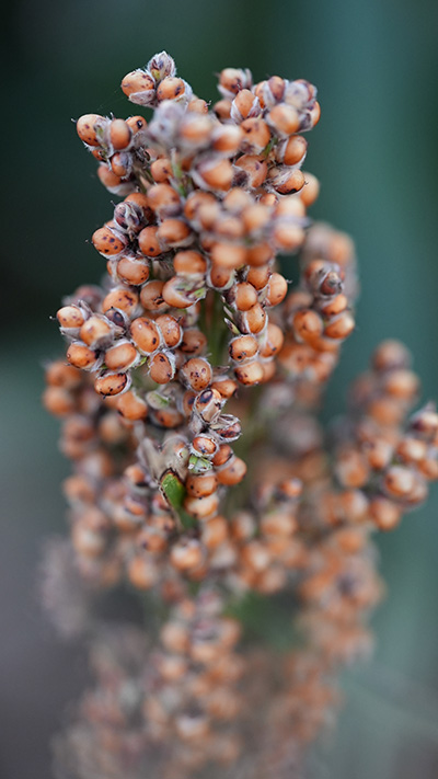 Sorghum Grain Low Heavy Metals