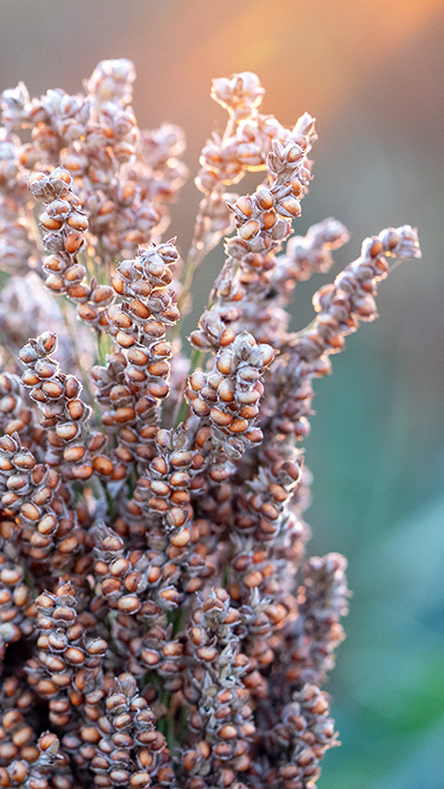 Sorghum Sustainable Soil