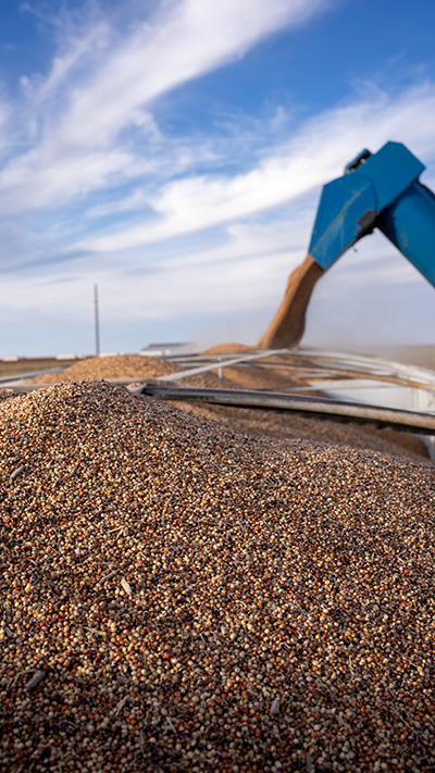 Sorghum Vertical Integration