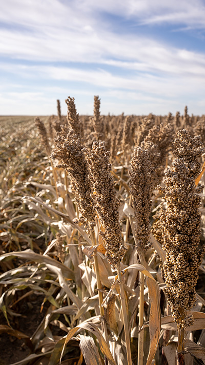 Sustainable Traceable Grain