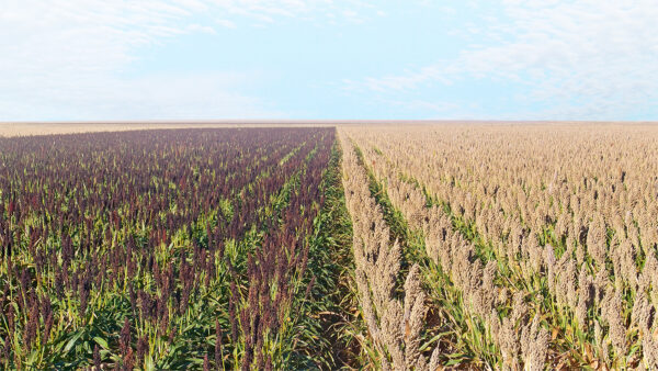 Types Of Sorghum