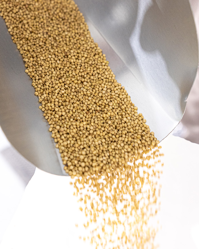Sorghum Being Milled