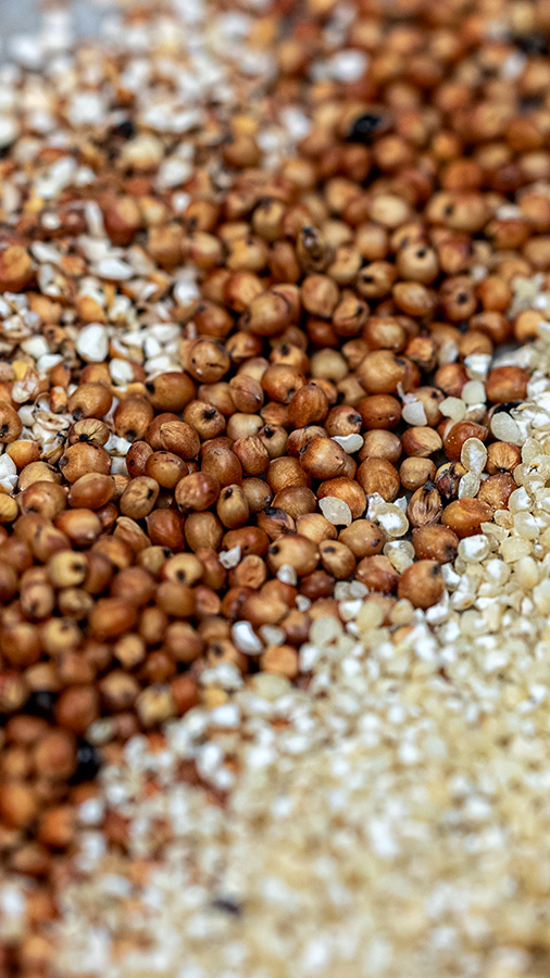 Sorghum Grain Varieties
